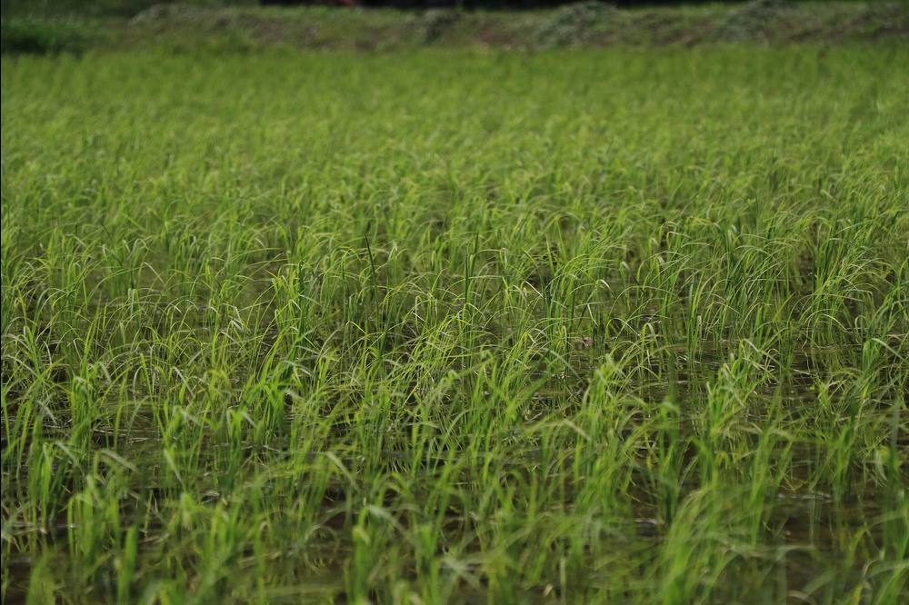 田んぼ